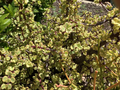 Variegated Elephant Bush Cuttings – Portulacaria Afra Live Succulent Propagation Kit, 11 Unrooted Clippings