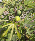 TENA Fig Tree Cuttings – 7 Unrooted Ficus carica ‘Tena’ Fruit Tree Propagation Live Plant