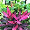 Cordyline Red Siam Ti Plant Cutting – 8 Inch Live Unrooted Tropical Propagation Starter