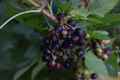 Black Currant Cuttings – 10 Live Ribes nigrum Consort Variety for Rooting & Garden Propagation