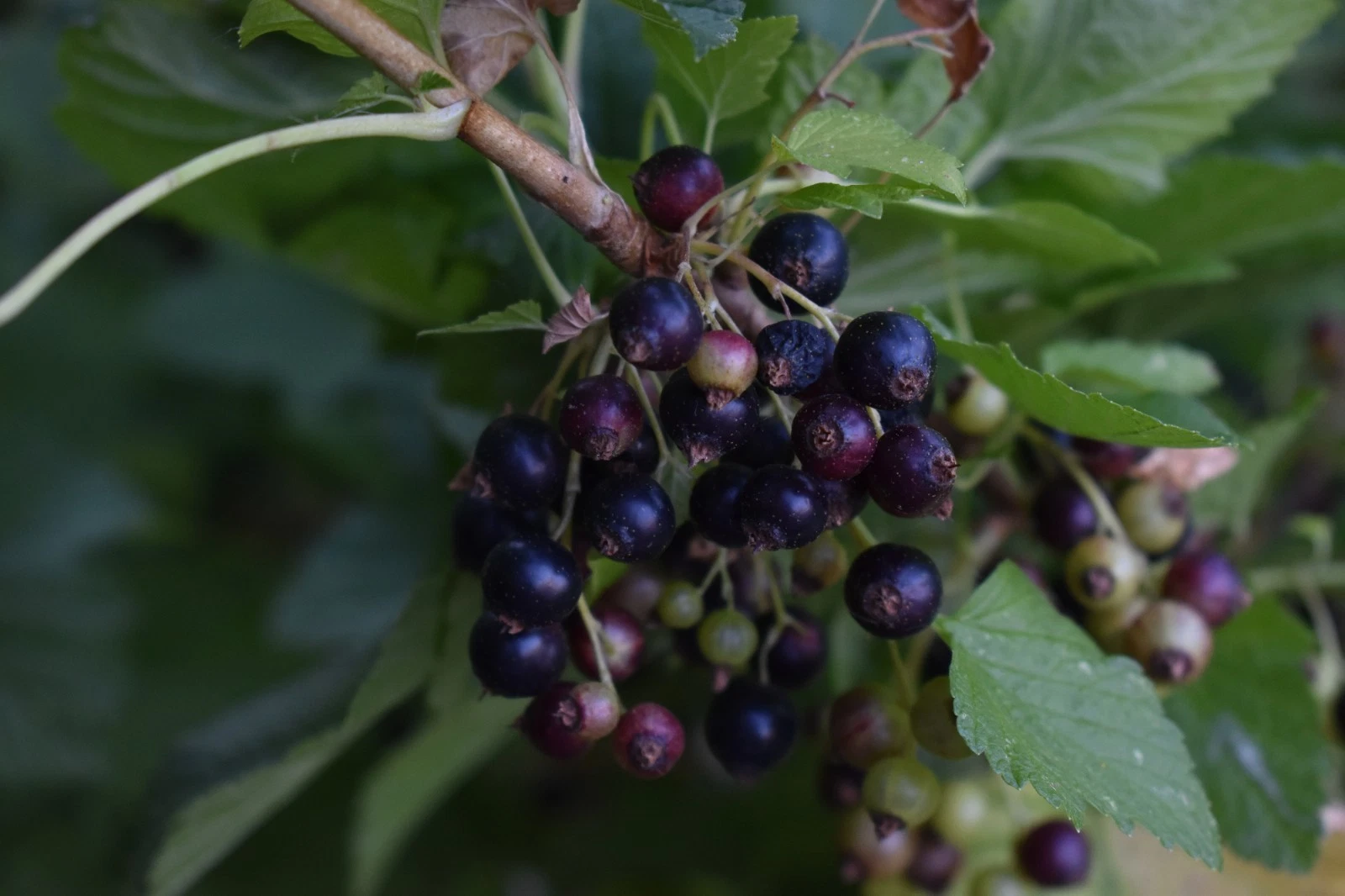 Black Currant Cuttings – 10 Live Ribes nigrum Consort Variety for Rooting & Garden Propagation
