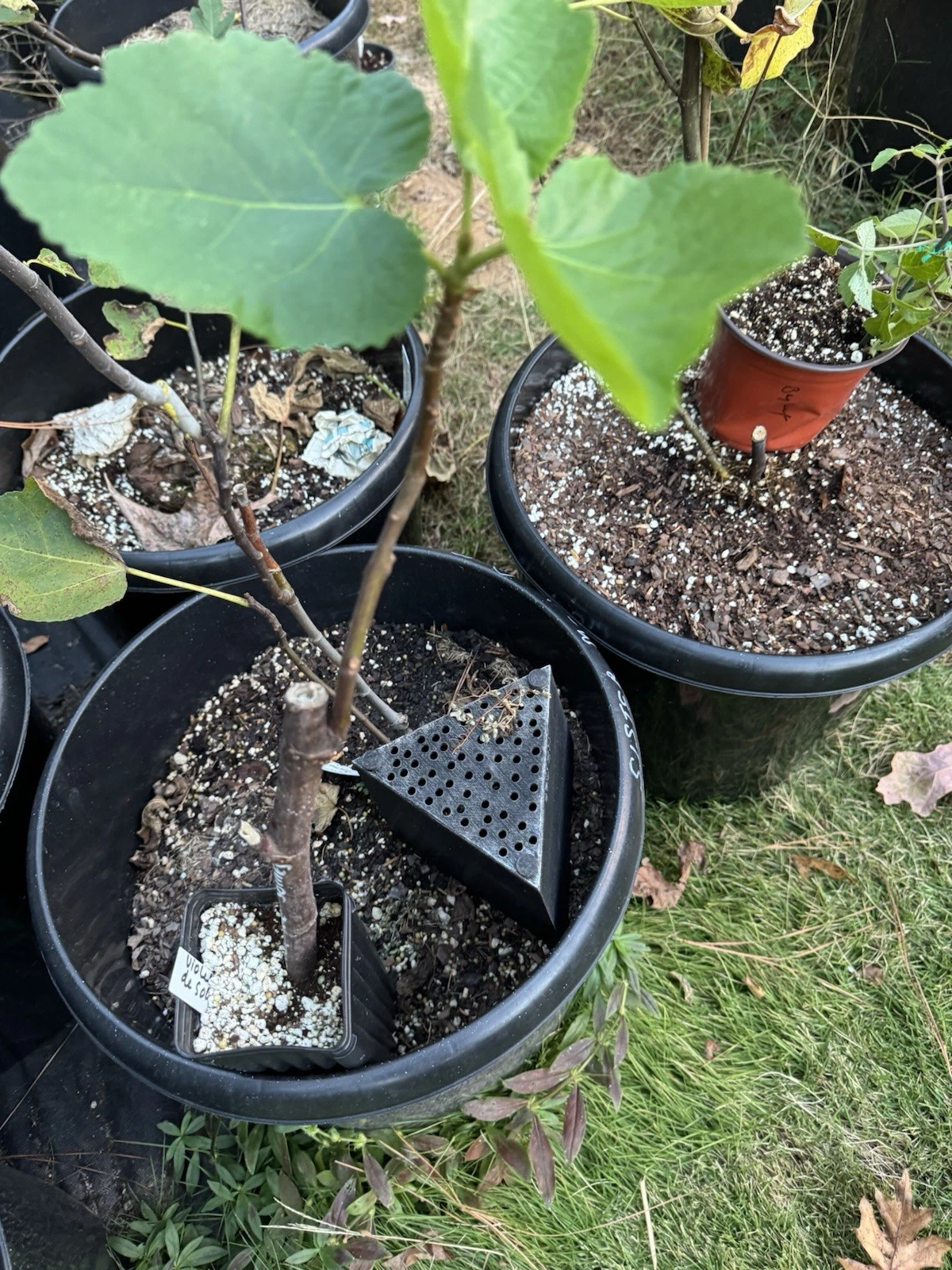 Unrooted Chicago Hardy Fig Cuttings – 10 Ficus carica Scions for Propagation, Cold Tolerant Outdoor Fig Tree