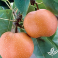 Chojuro Asian Pear Scionwood – 5 Fresh Green Unrooted Scions for Grafting & Propagation – Pyrus pyrifolia