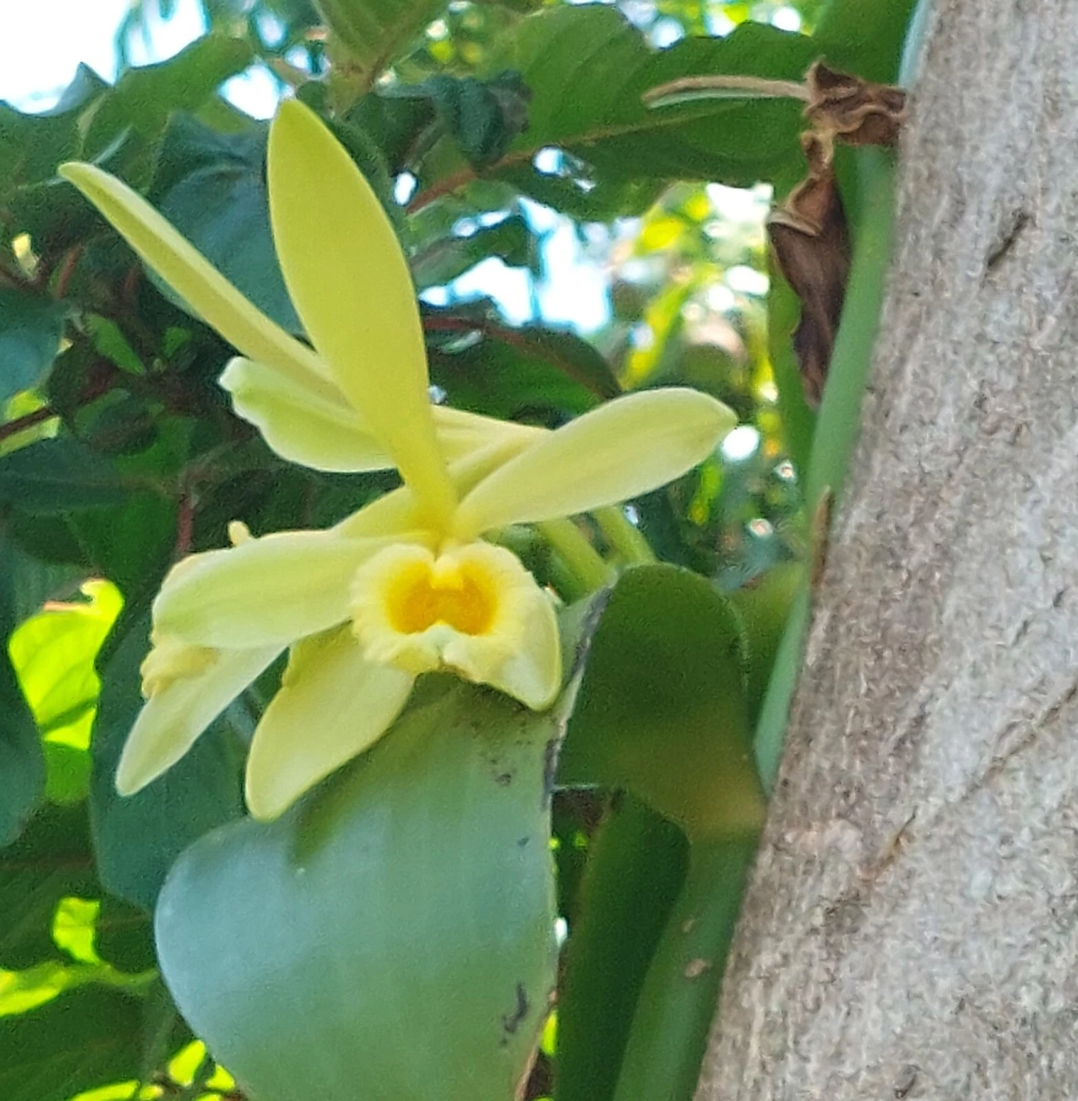 Vanilla Bean Orchid Cutting – Vanilla planifolia Live Vine with Aerial Roots, Tropical Climbing Orchid Plant, Unrooted Propagation Vine