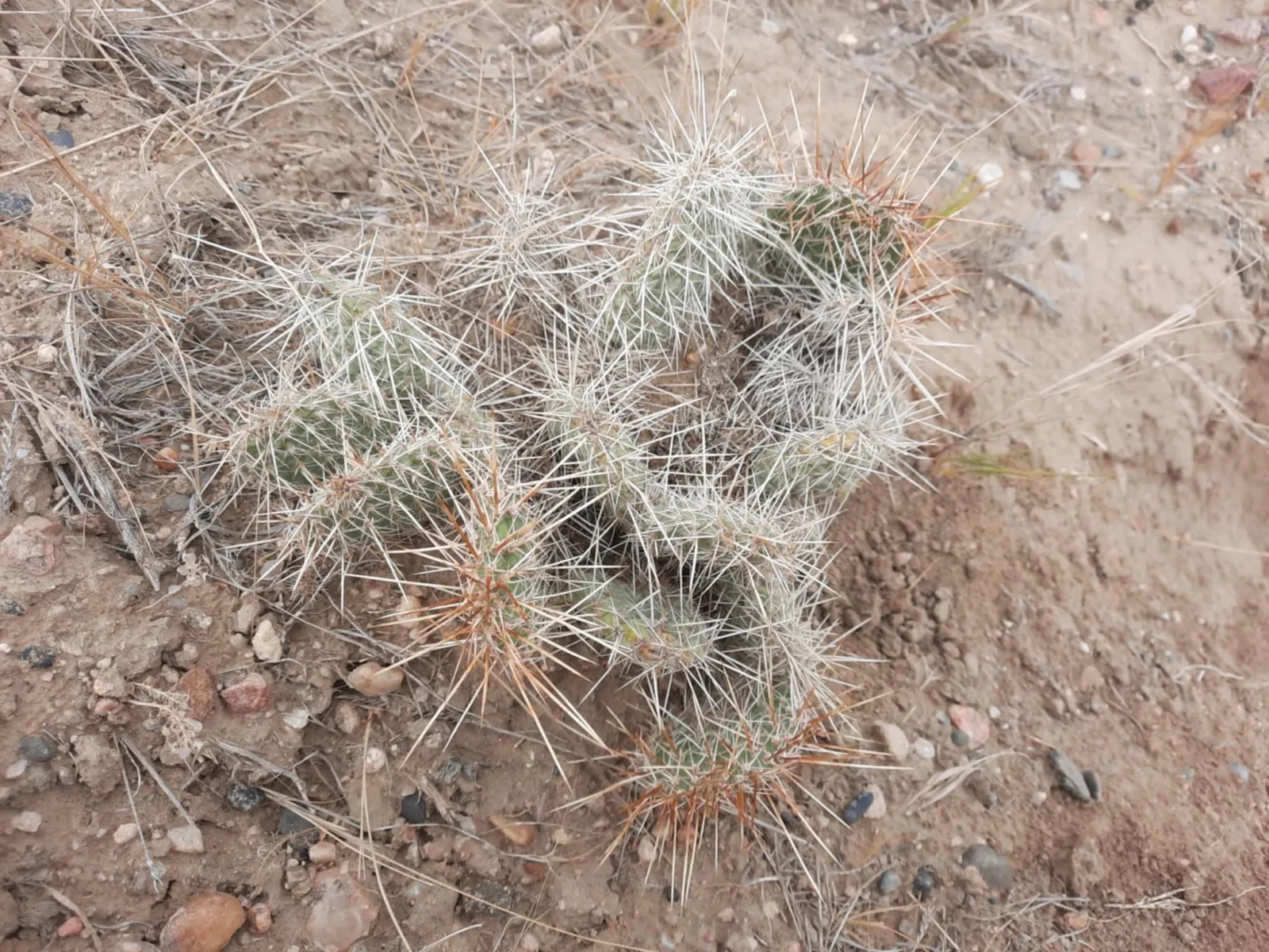 Opuntia Polyacantha Wyoming Prickly Pear Cactus – Native Cold Hardy Drought Tolerant Plant for Dry Gardens