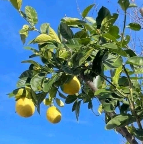 Ponderosa Lemon Cutting – 6–8 Inch Unrooted Citrus Limon Propagation Grafting Live Plant