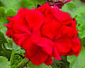 Red Geranium Cuttings – 3 Unrooted Pelargonium Live 6 Inch Propagation Plant for Gardening