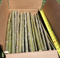 Austree Hybrid Willow Tree Cuttings – 15 Live Unrooted 18-Inch Long Salix Matsudana × Alba for Landscaping
