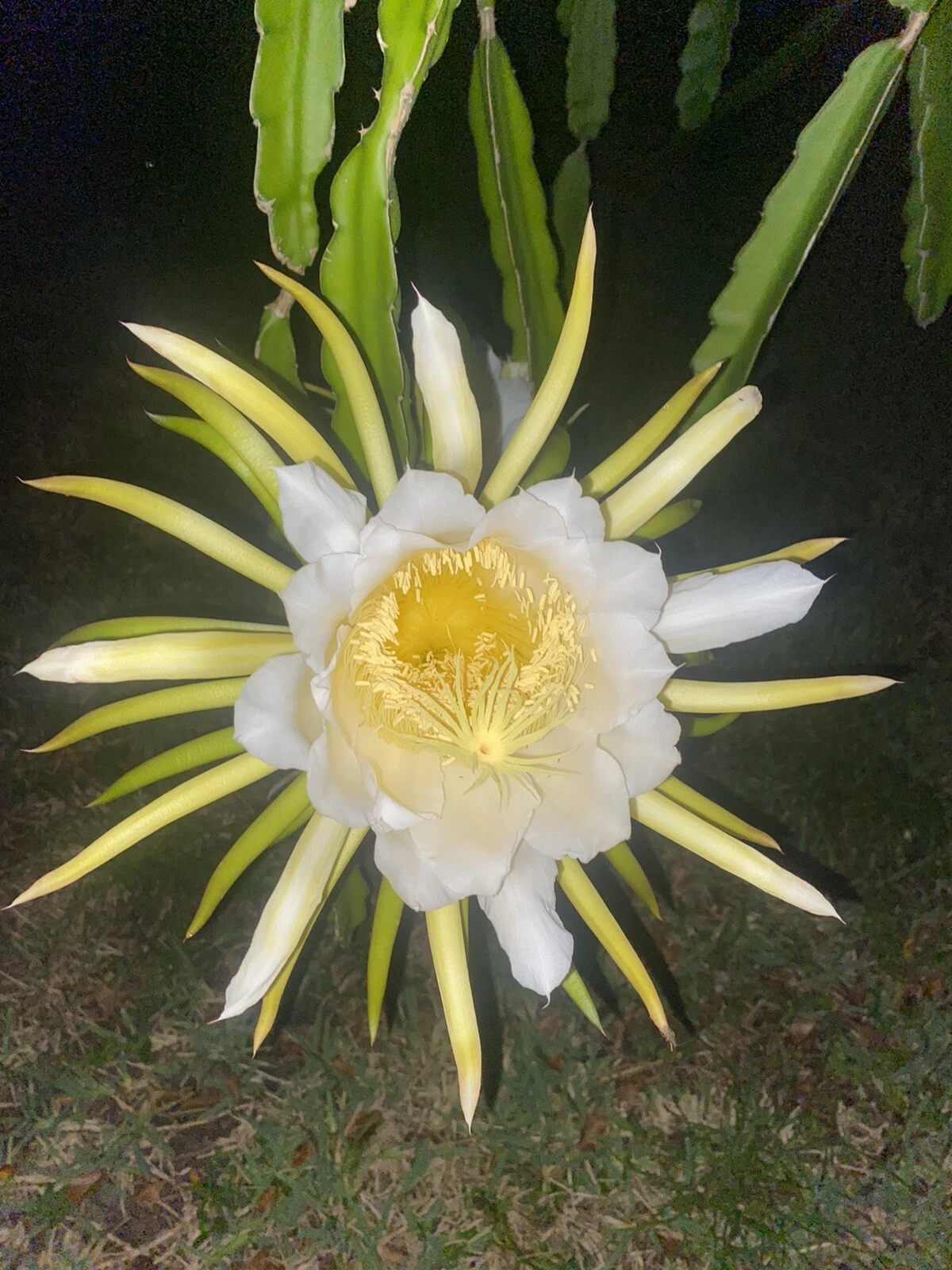 Night Blooming Cereus Plant - Epiphyllum oxypetalum Orchid Cactus Live Indoor or Outdoor