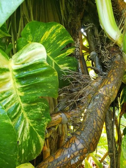 Golden Queen Pothos Node Cutting – Variegated Green and Gold Trailing Houseplant Epipremnum aureum