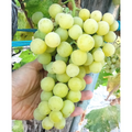 Seedless Green Grape Vine Cuttings, Vitis vinifera ‘Sugar Sweet’ for Rooting & Propagation, Large Crisp Fruit