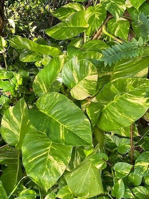 Variegated Giant Golden Queen Pothos Cuttings – 6 Live Unrooted Epipremnum aureum Trailing Houseplants