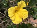 Hibiscus Primrose Beauty Cuttings – 10 Unrooted Propagation Cuttings for Indoor & Outdoor Growing - Hibiscus rosa-sinensis