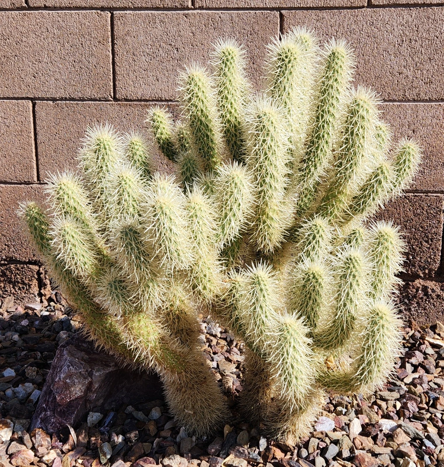 Teddy Bear Cholla Cactus Cutting - Cylindropuntia Bigelovii Segment for Propagation