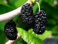 Shangri-La Mulberry Cuttings - 12 Fresh Unrooted Scions for Rooting or Grafting