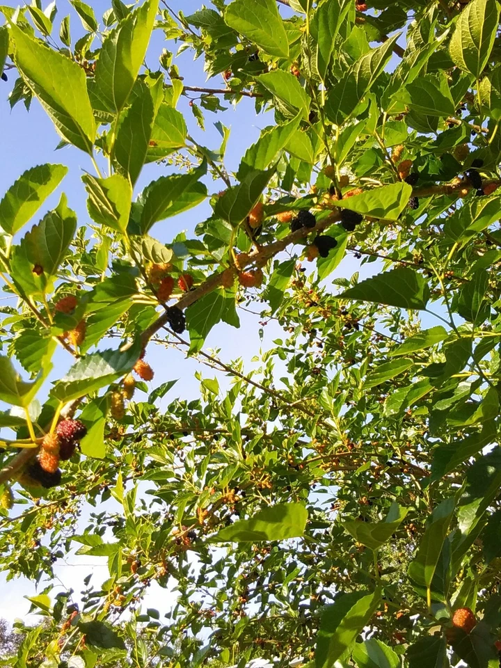 Red Mulberry Tree Cuttings – 6 Unrooted Live Morus rubra Propagation Cuttings 6–8 Inches