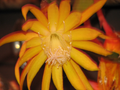 Epiphyllum Frühlings Gold Cactus Cutting - Indoor Epiphytic Orchid Cactus