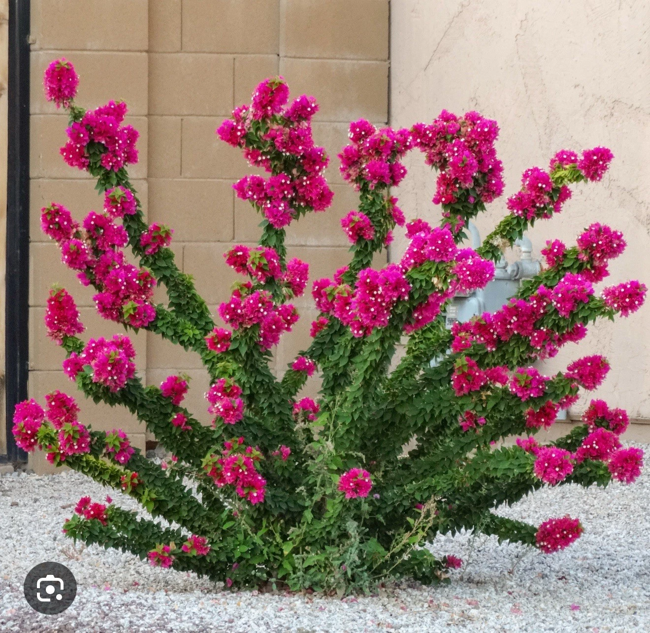 Torch Glow Bougainvillea Starter Plant - Small Rooted Live Plant for Outdoor or Patio