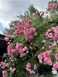 Pink Pine Rose Bush Rooted Cuttings – Live Heirloom Climbing Rose Plant for Garden, Fence, Trellis, Fuchsia Pink, Rosa
