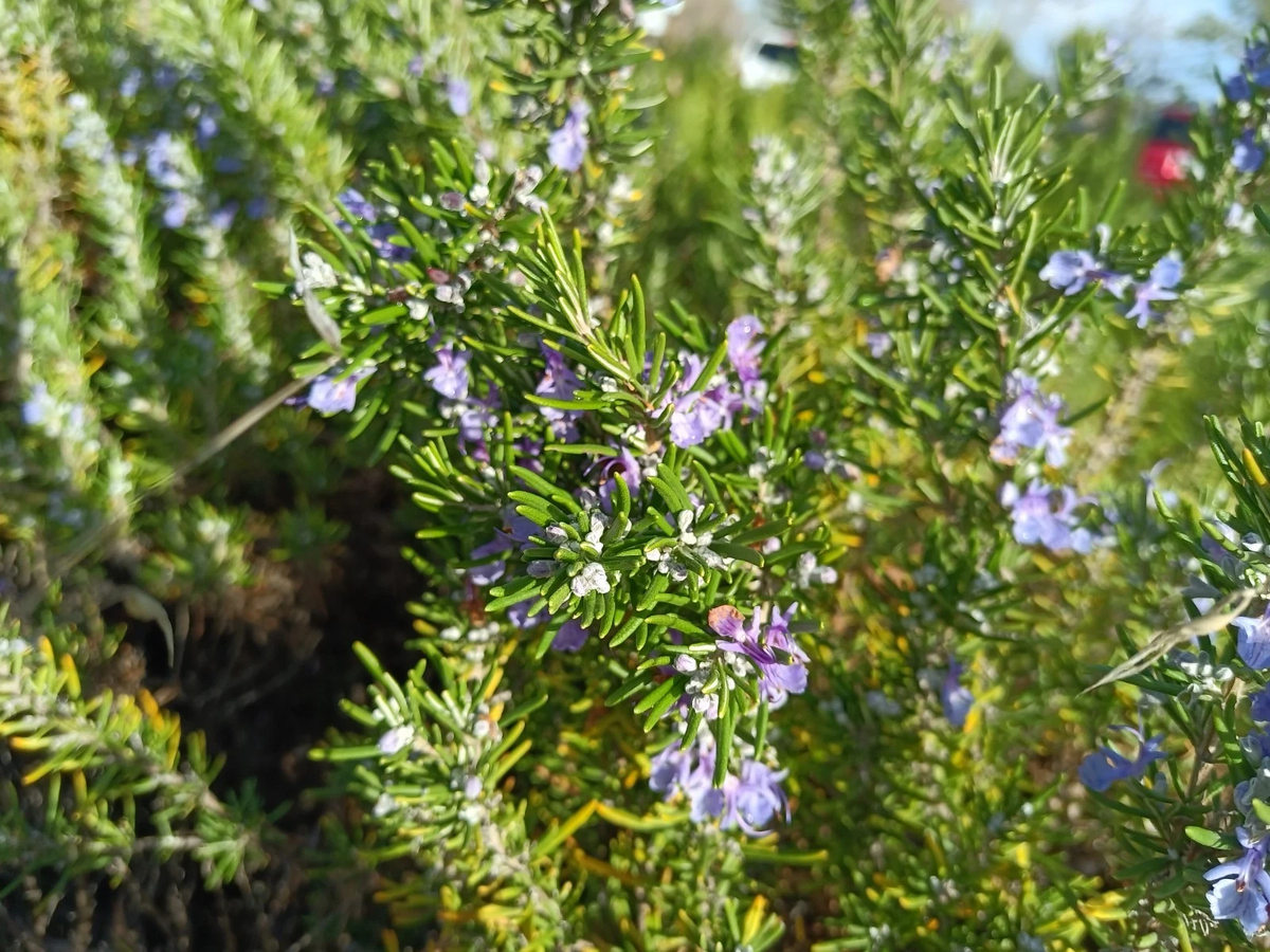 Rosemary Herb Cuttings 12 Pieces Unrooted 10 Inch for Propagation