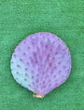Santa Rita Purple Prickly Pear Cutting – 6 Inch Unrooted Opuntia santa-rita Cactus Segment for Propagation