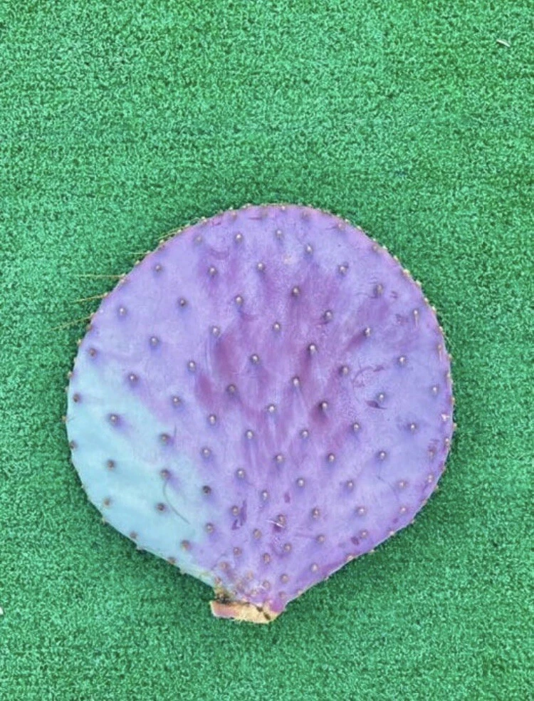 Santa Rita Purple Prickly Pear Cutting – 6 Inch Unrooted Opuntia santa-rita Cactus Segment for Propagation