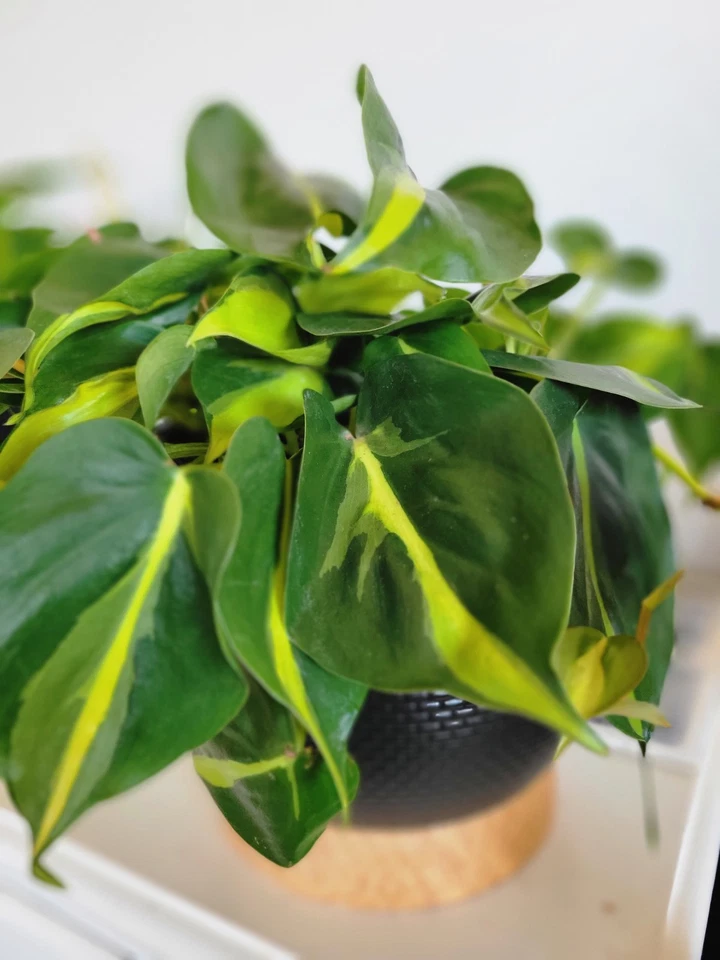 Philodendron Brasil Cuttings – 3 Unrooted Variegated Green Yellow Trailing Houseplant Propagation