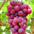 Pink Grape Vine Cuttings – 5 Unrooted Vitis spp. Cold Climate Climbing Fruit Vine for Garden & Vineyard