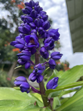 Blue Ginger Plant Cuttings - 8 Hawaii Grown Dichorisandra Thyrsiflora Ornamental Plants