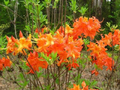 Deciduous Azalea Starter Plant, Frontier Gold Aromi, Yellow Blooms, Rhododendron, Ornamental Shrub