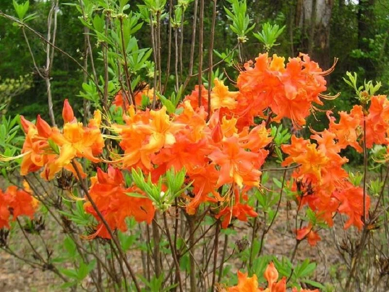 Deciduous Azalea Starter Plant, Frontier Gold Aromi, Yellow Blooms, Rhododendron, Ornamental Shrub