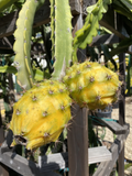 Giant Yellow Dragon Fruit Cuttings – Unrooted Selenicereus megalanthus, 1 Foot Long, Climbing Cactus for Propagation and Home Gardens