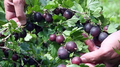 Black Gooseberry Cuttings – 12 Unrooted Ribes spp. Berry Shrub Propagation Branches for Garden Planting