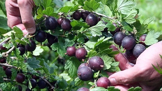 Black Gooseberry Cuttings – 12 Unrooted Ribes spp. Berry Shrub Propagation Branches for Garden Planting
