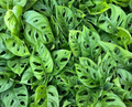 Monstera adansonii Swiss Cheese Plant Live Houseplant in 3 Inch Pot, Fully Rooted Tropical Foliage Indoor Plant