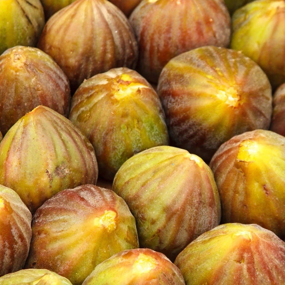 Brown Turkey Fig Unrooted Cuttings – 4 Ficus carica Cuttings 6–8 Inch for Propagation