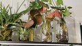 Beefsteak Begonia Cuttings – Begonia erythrophylla Indoor Propagation