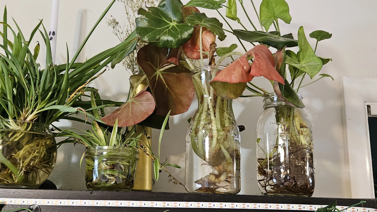 Beefsteak Begonia Cuttings – Begonia erythrophylla Indoor Propagation