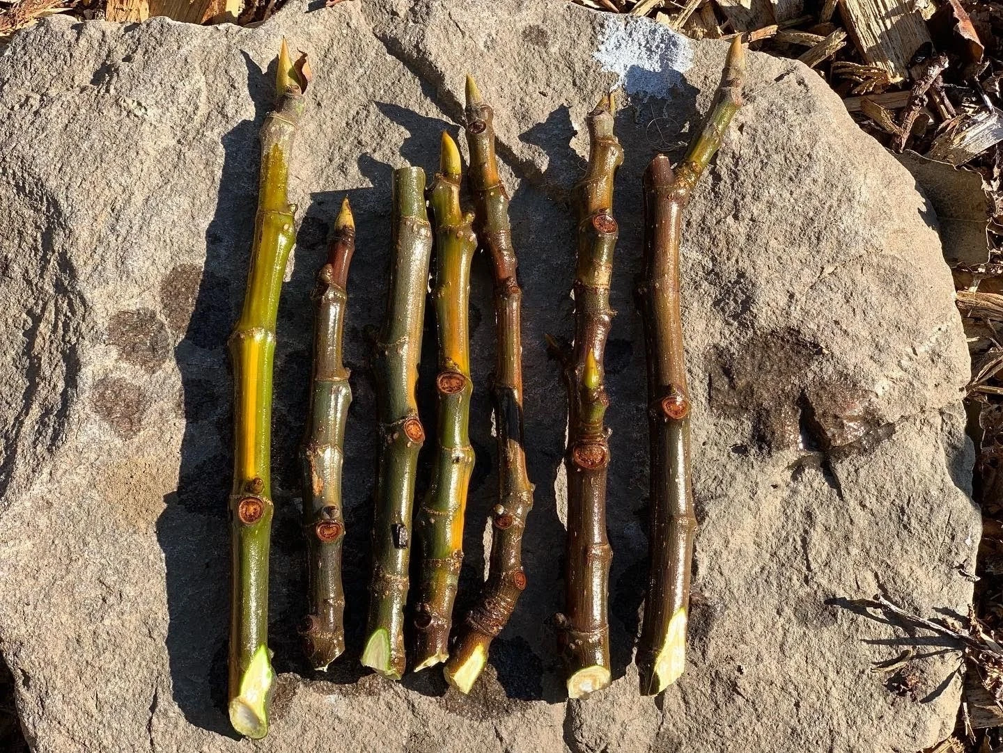 Fig Tree Cuttings - 3 Live Ficus Carica Cuttings for Planting & Propagation