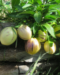 Pepino Melon Seeds – 20 Seeds Solanum muricatum Sweet Cucumber 人参果 for Planting