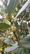 Bay Laurel Tree Cuttings – 5 Fresh Laurus Nobilis Stem Cuttings for Propagation