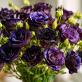 Rosanne Black Pearl F1 Lisianthus Seeds 25 Count Dark Purple Eustoma Flower Seeds for Garden & Cut Flowers