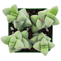 Ice Plant Succulent – Corpuscularia lehmannii Live Plant, Brocade Succulent for Indoor Containers, Silvery Green Foliage