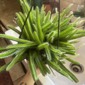 Dog Tail Cactus Cuttings – 3 Live Unrooted Aporocactus Flagelliformis Succulent for Hanging Indoor Planters