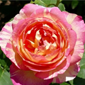 Marc Chagall Rose Cuttings – 3 Live Rooting or Grafting Rose Propagation Cuttings Rosa ‘Marc Chagall’