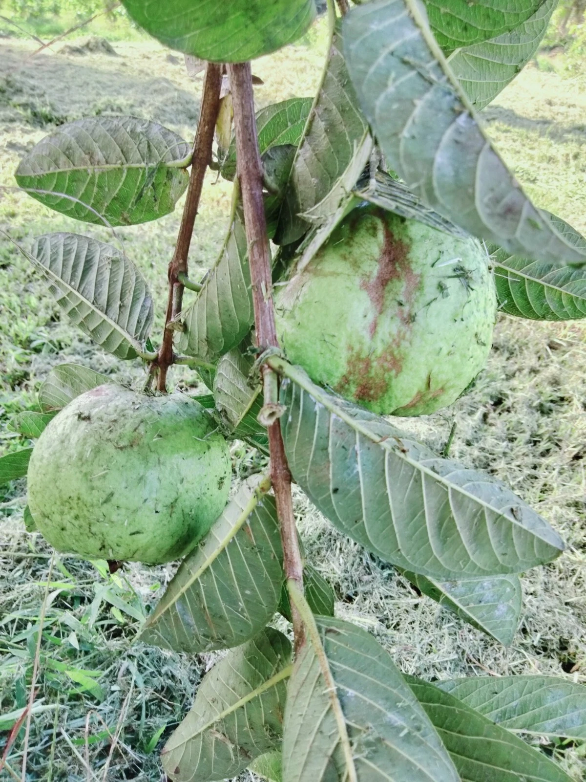 Guava Tree Cuttings Unrooted Psidium guajava Scions 4–5 Inch Set of 3 for Rooting or Grafting