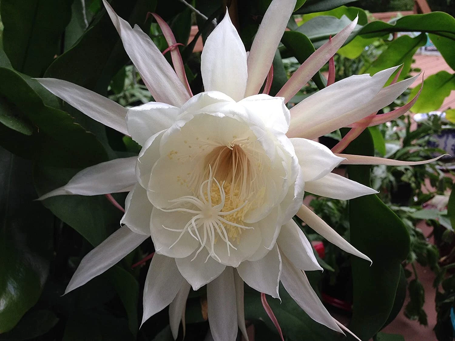 Queen of the Night Orchid Cactus Cuttings Set of 2 Epiphyllum oxypetalum for Rooting & Propagation