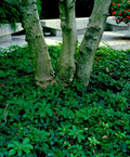 Allegheny Spurge Rooted Cuttings – Native Pachysandra procumbens Ground Cover for Shade Gardens, Low-Growing Perennial Plants