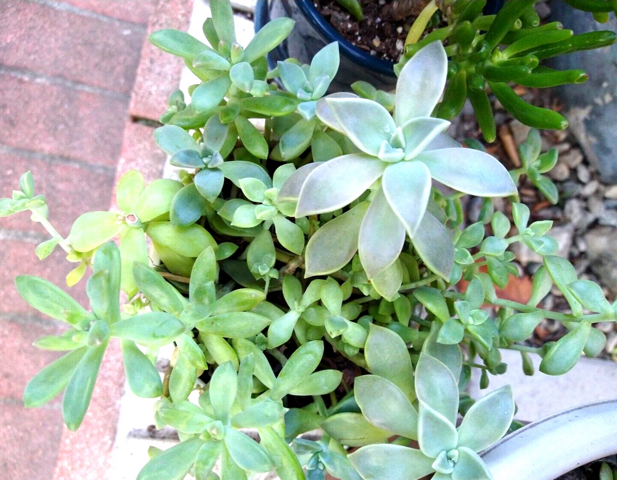 Sedum Clavatum Succulent Cuttings - 15 Live Rosette, Stem & Leaf Cuttings for Propagation