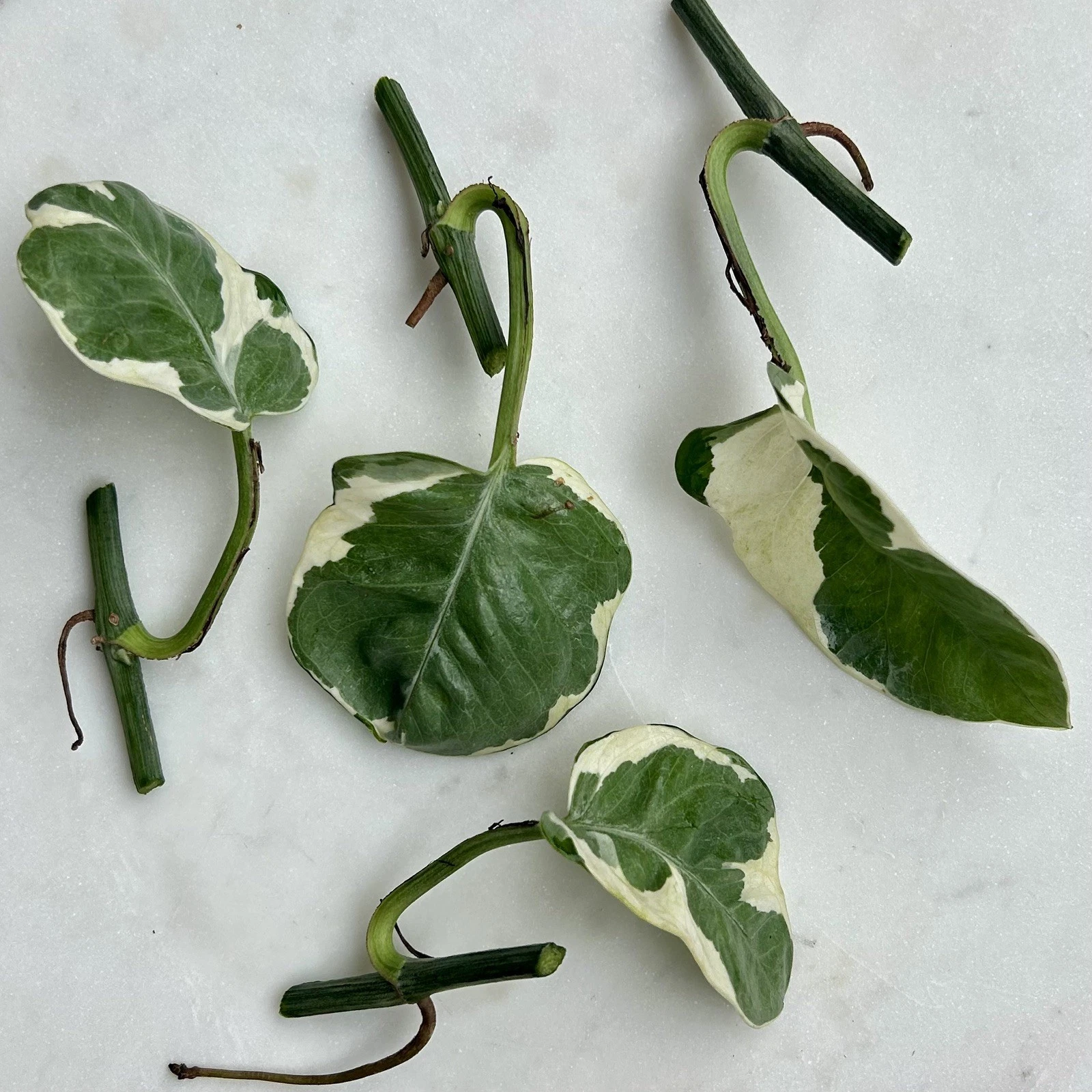 Pothos Pearls and Jade Cuttings, Variegated Indoor Houseplant, Epipremnum aureum, Trailing Foliage, 5 Unrooted Cuttings